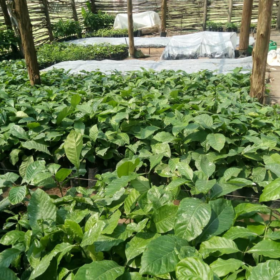 St Matthias Mbuye Agricultural College